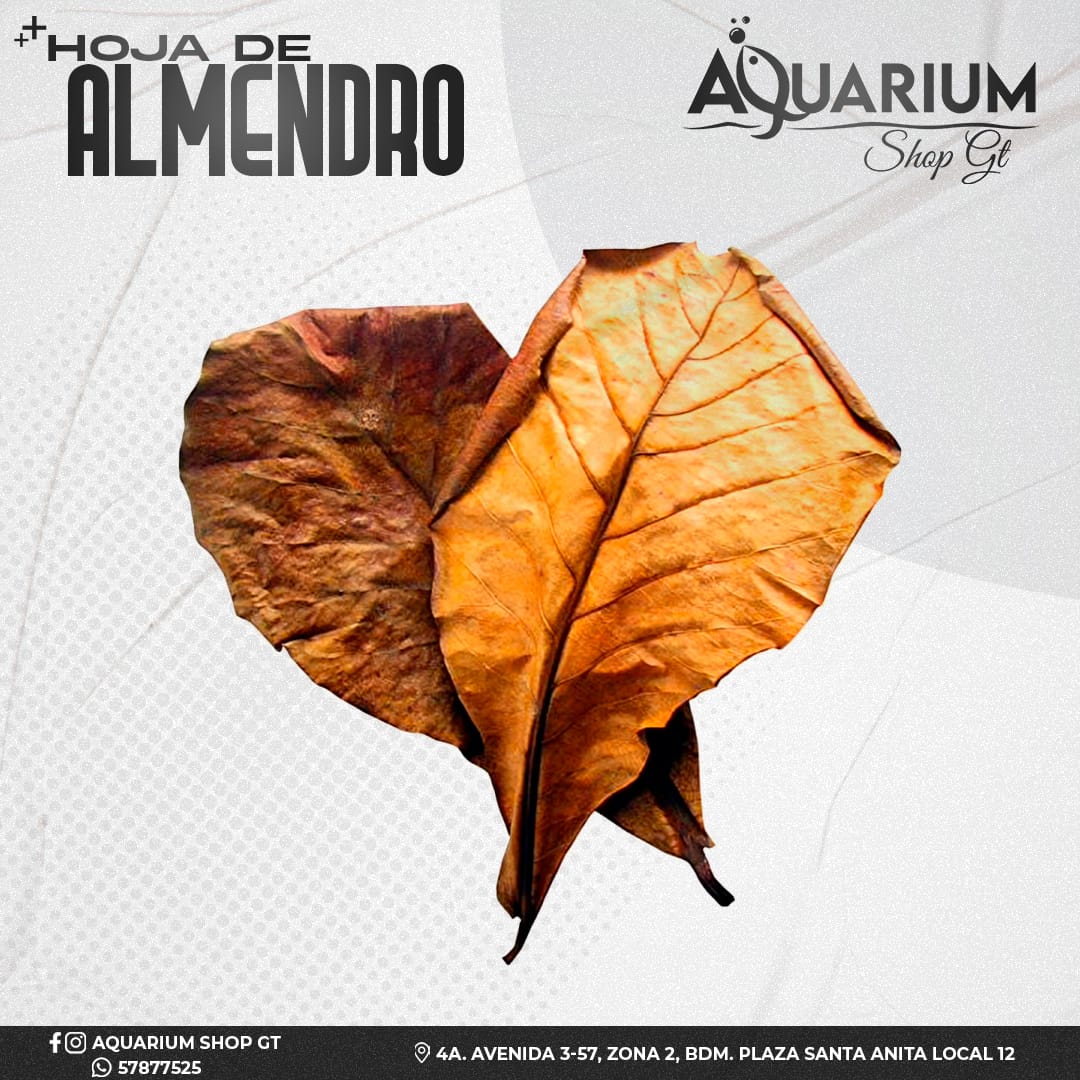 Hoja de Almendro