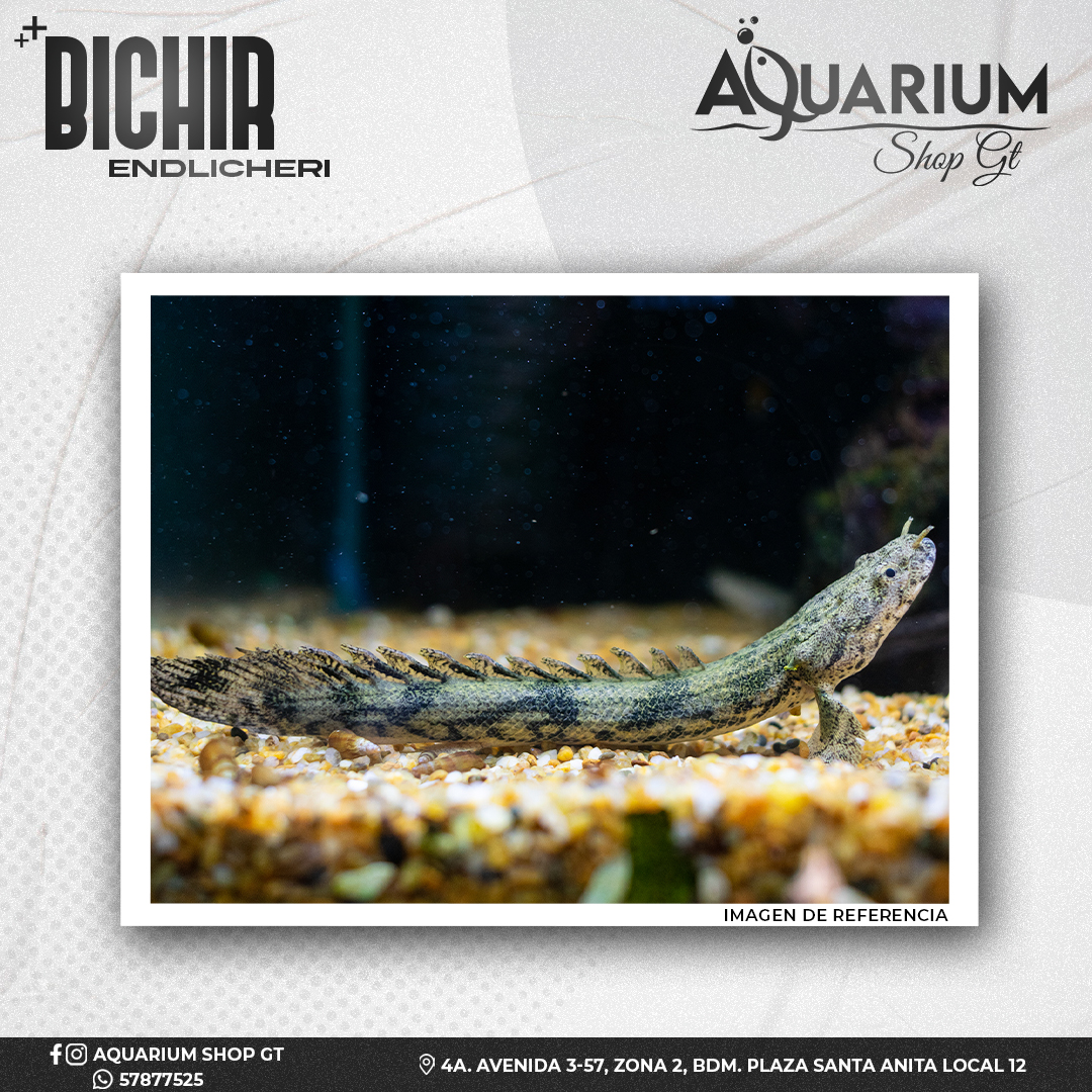 Pez Bichir Endlicheri
