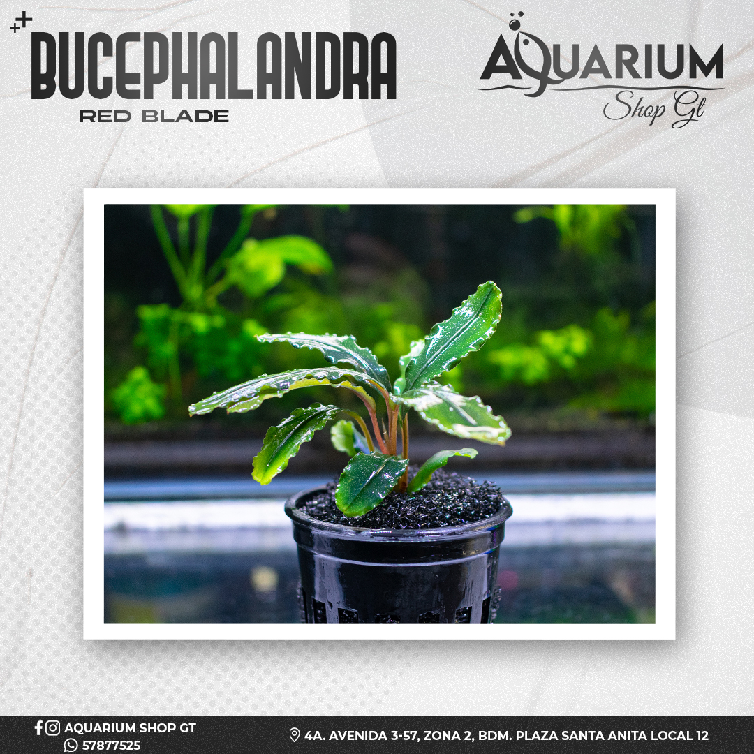 Planta Bucephalandra Red Blade