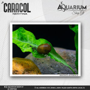 Caracol Neritina Común