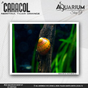 Caracol Neritina Tiger Orange
