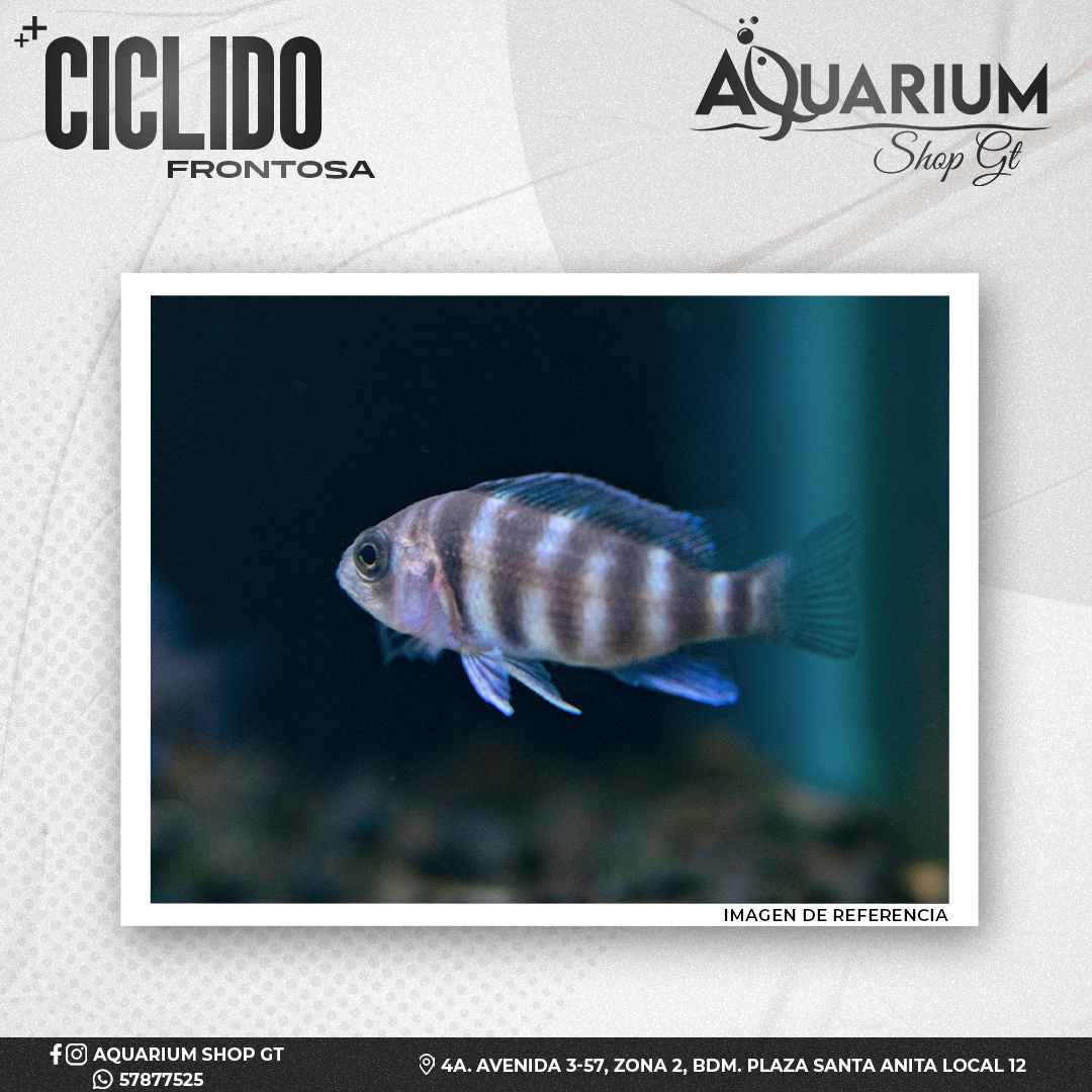 Pez Cíclido Africano Frontosa
