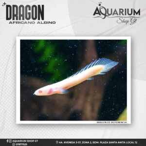 Pez Dragón Africano Albino