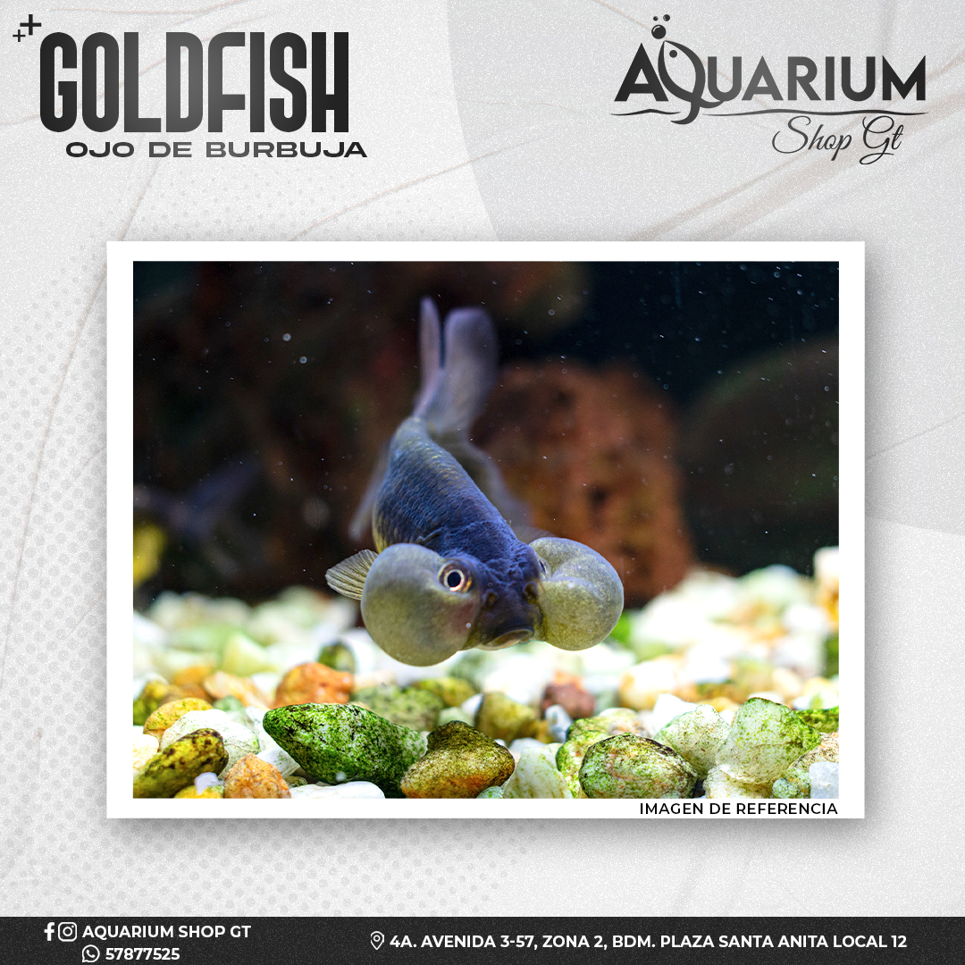 Goldfish Ojo de Burbuja - Imagen 2