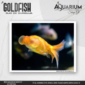 Goldfish Ojo de Burbuja