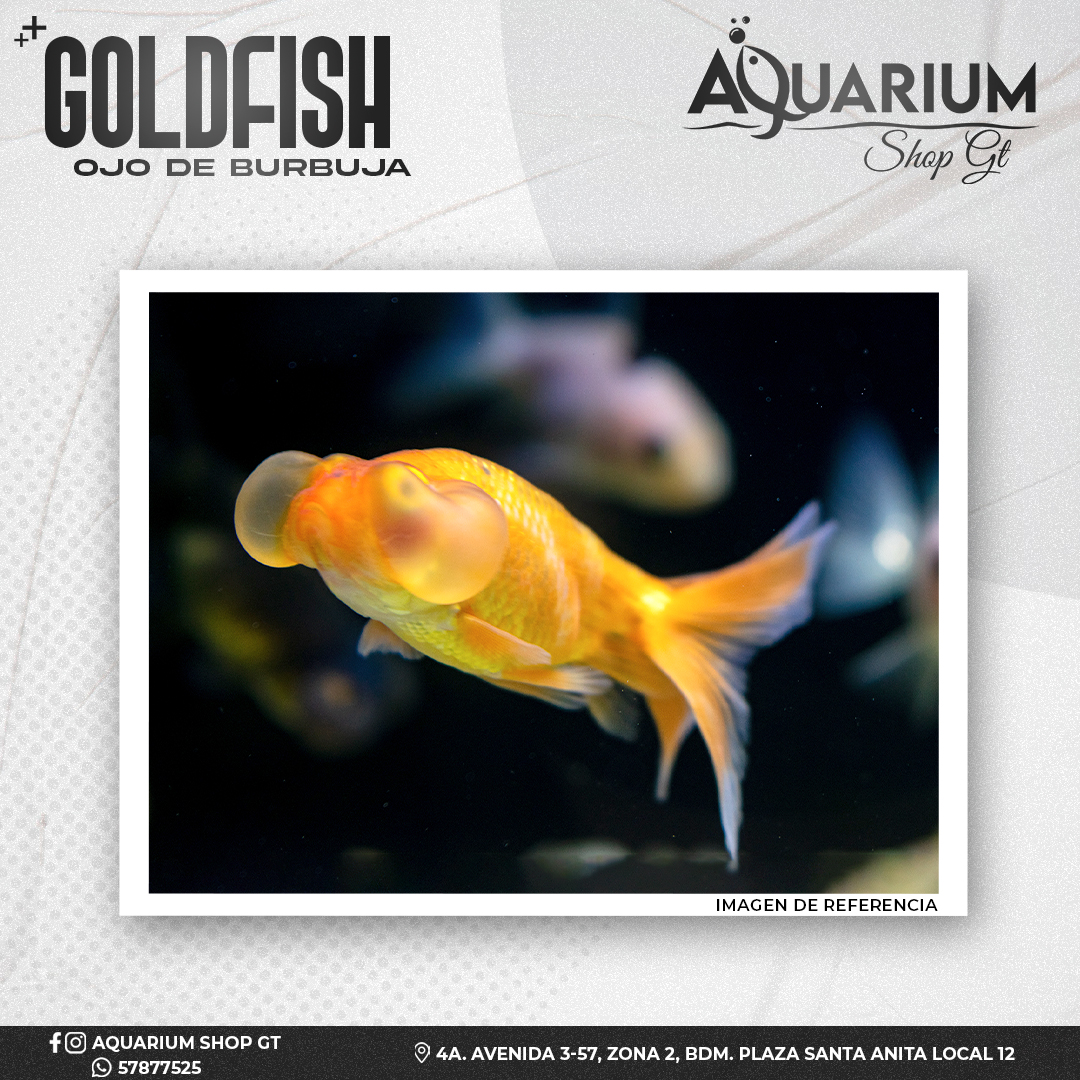 Goldfish Ojo de Burbuja