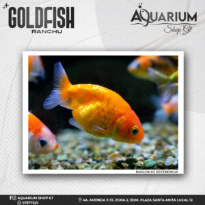 Pez Goldfish Ranchu