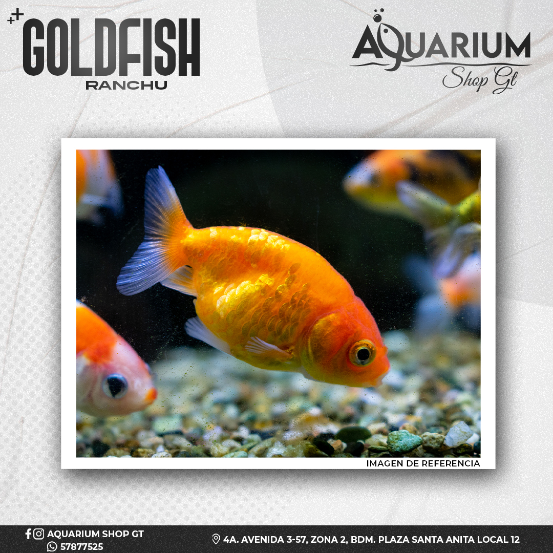 Pez Goldfish Ranchu