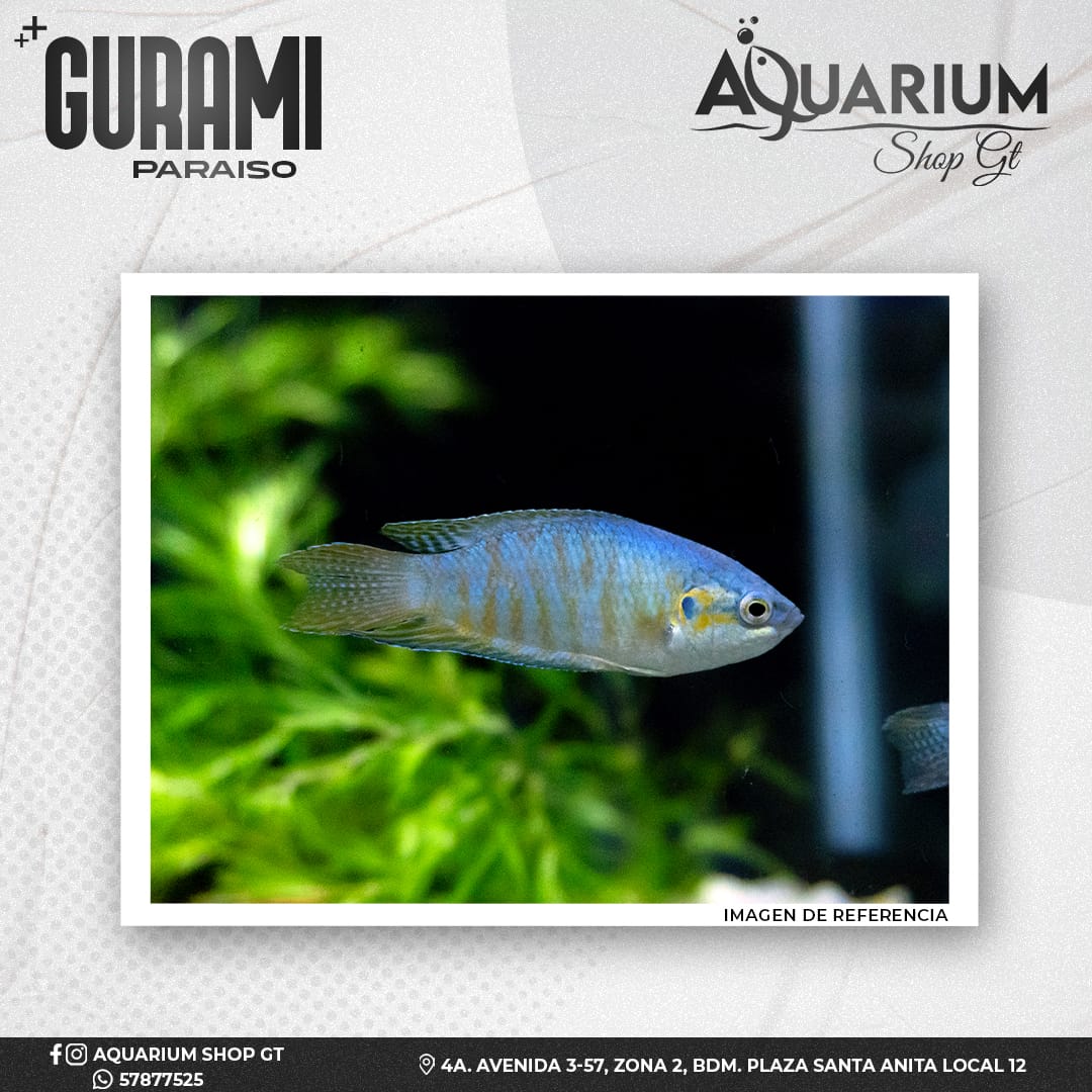 Pez Gurami Paraiso