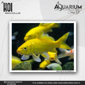 Pez Koi Amarillo
