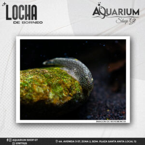 Pez Locha de Borneo
