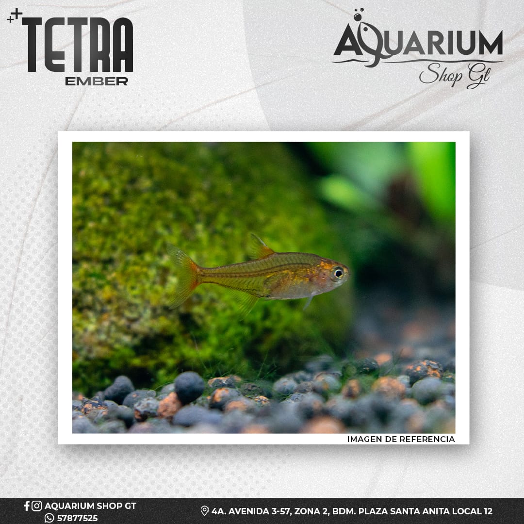 Pez Tetra Ember