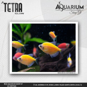 Pez Tetra Glow