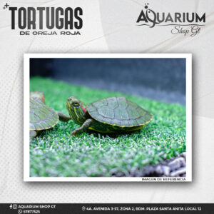 Tortugas de Oreja Roja